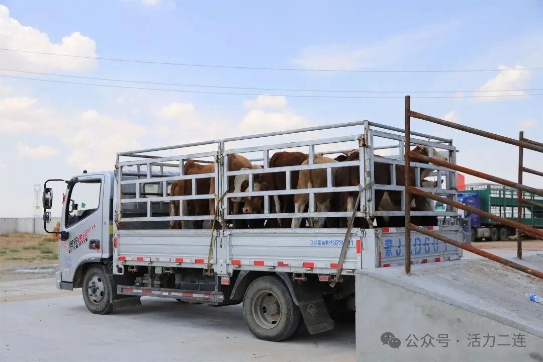 【行進在鄉村振興路上】出欄忙不停 牧民靠牛羊掙“豐收財”